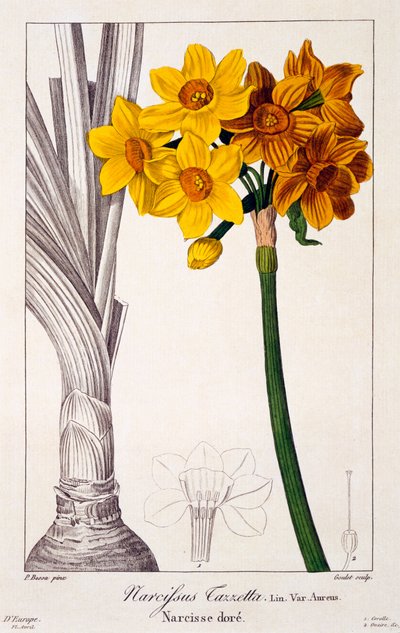 Narcissus tazetta by Pancrace Bessa